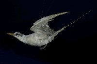 Red-tailed Tropic Bird Collection Image, Figure 5, Total 11 Figures